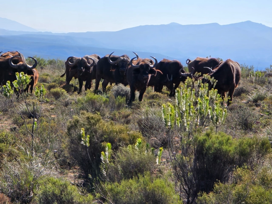 Commercial Property for Sale in Mossel Bay Rural Western Cape